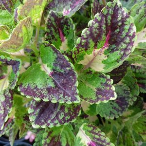 4 Colour Coleus