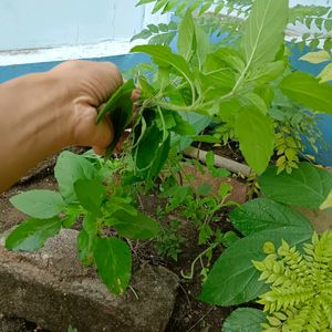 1 Feet Tulsi Plant