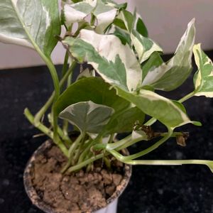 White Phothos Lucky Money Plant With Pot