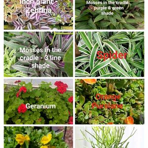 Indoor & Outdoor Plants - 8plant + 1 Free