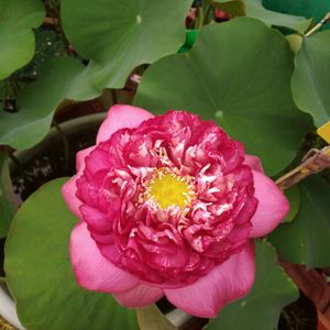 Lotus Tuber Live Plant