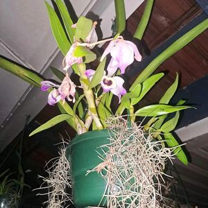 PREMIUM VANDA Orchid Plant