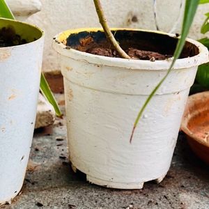 Set of 3 white plastic plant pots