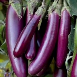 Long Violet Brinjal Seeds ( 2000 seed Per Packet