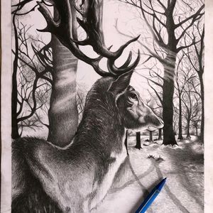 Deer In Forest Sketch