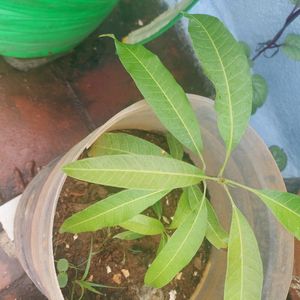 Mango Sapling