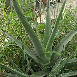 Aloe Vera