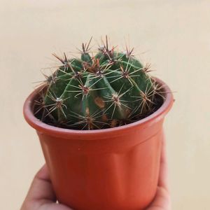 Cactus Plant With Brown Pot N Soil