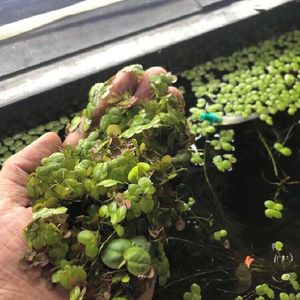 Duck Weed Aquarium Floating Live Plant