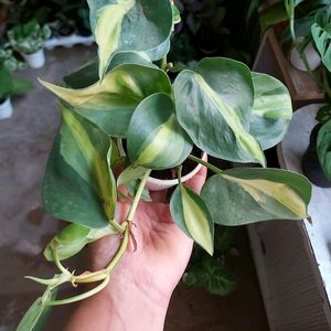 Combo Philodendron/Pathos 6 Live Plant
