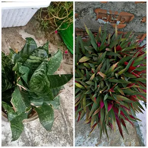 Indoor & Outdoor Plants