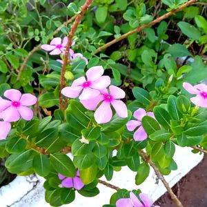 Madagascar Periwinkle