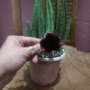 Beautiful Maroon Cup Flower Cactus