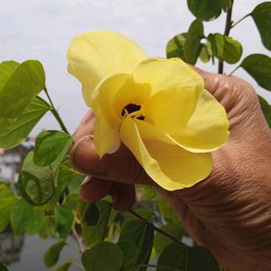 Kanchan Flower Plant With Roots