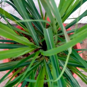 Lemongrass Live Plant