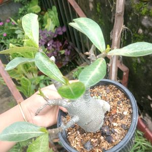 Adenium Arabicum Live Plant (Gc)