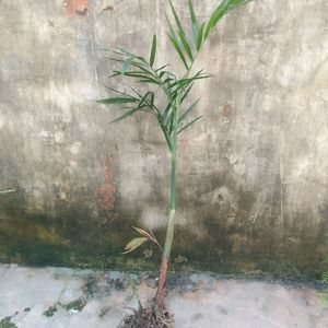 Bamboo Palm Plant (Chamaedorea Seifrizii)