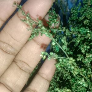 dry green sweet wormwood