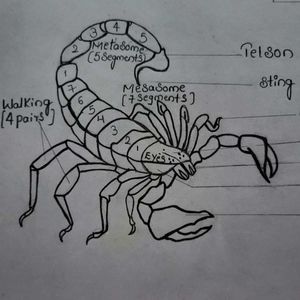 ZOOLOGY  Diagrams  For Student