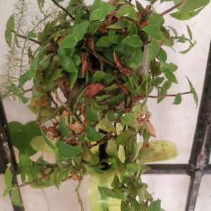 Beautiful 2 Variety Turtle Wine Hanging Plant