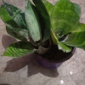 Drawft Snake Bird Next Plant 2 Piece With Pot