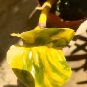 Lemon Meringue  Phothos Rare Money Plant Big Leaf