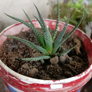 Live Haworthia (Zebra Cactus)