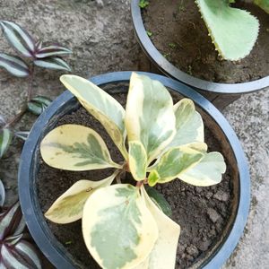 Variegated Peperomia