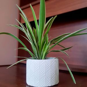 Concrete Pot With Plant