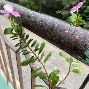 Vinca seed pods And money plant cuttings