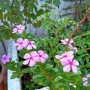 Madagascar Periwinkle