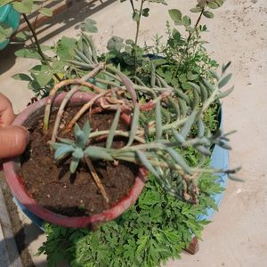 Hanging Succulent