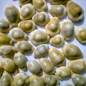 Cowrie Shells Mixed