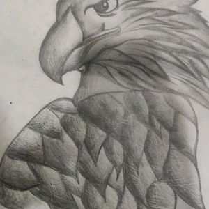 Beautiful Owl Drawing