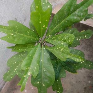 Freash Nd Healthy Croton Doted Plant With Room