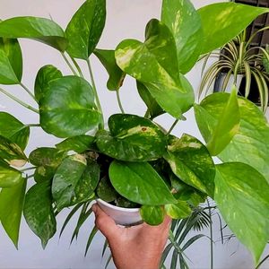 Evergreen Money &.Dieffenbachia Seguine Plant &Pot