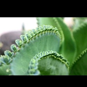 Bryophyllum Plant Shapling 1pices Per Order