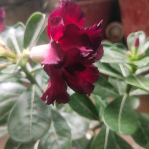 Beautiful Adenium Mock Desert Rose Flower Plant