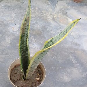 Healthy Snake Plant