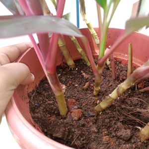 Cordyline Fruticosa Plant+ Caladium Plant Whole