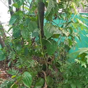 Combo Medicinal Plants Comb