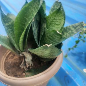 Money Plant Alovera