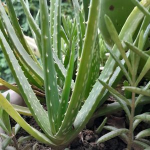 Aloe vera Small Plant, Rooted, NO POT