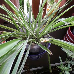 Rooted Spider Plant(one) Without  Pot