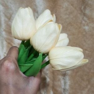 Tulip Flower Ivory Color