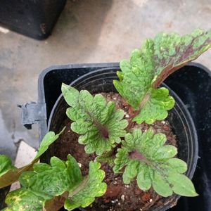 Coleus Plants And Cutting