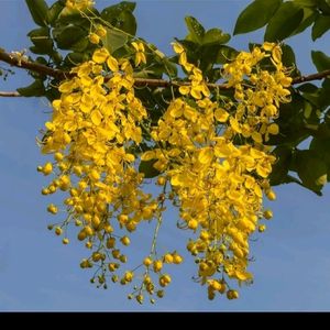 Golden Shower/Cassia Fistula Live Plant