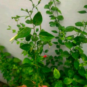 Jasminium Flower Plant Is Called (juhi)