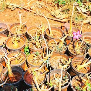 Adenium plant 2