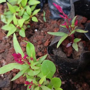 Celosia Live Plant